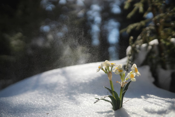 La primera flor de primavera. Una nevada en el bosque. Primavera día soleado en el bosque. - Foto, imagen