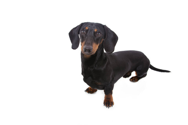 portret zijaanzicht van een zwarte teckel hond puppy. Geïsoleerd op witte achtergrond. - Foto, afbeelding