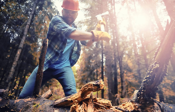 Trabajador masculino con hacha cortando un árbol en el bosque. - Foto, imagen