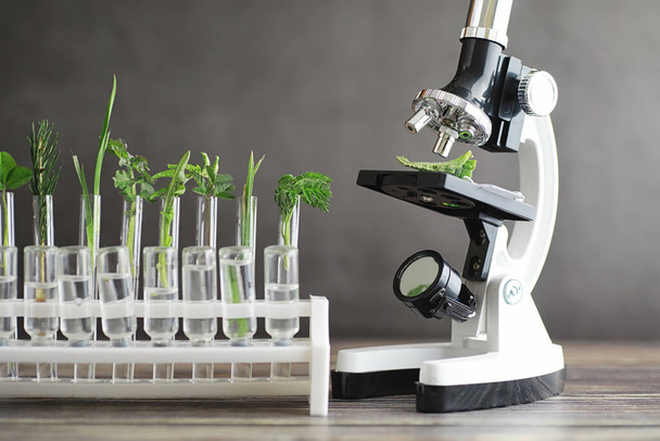 Microscope and partings on the table in the laboratory. Study on GMOs in greens. - Фото, изображение