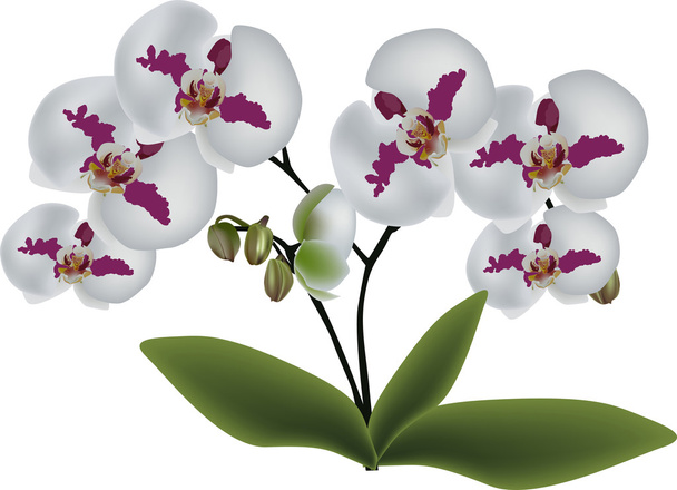 isolated white orchids with pink spots - Vector, Image