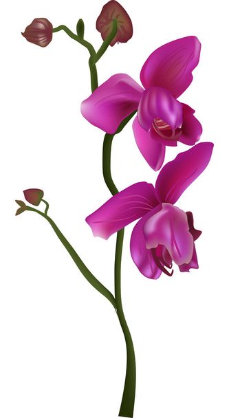 rama con dos flores de orquídea rosa
 - Vector, imagen
