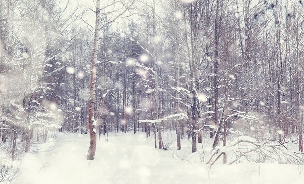 Zimowy krajobraz lasu. Wysokie drzewa pod pokrywą śnieżną. Styczeń mroźny dzień w parku. - Zdjęcie, obraz