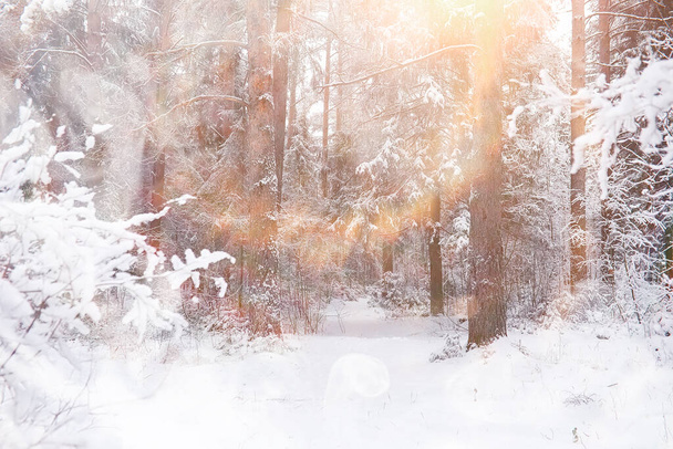 Winter landscape. Forest under the snow. Winter Park. - Foto, Imagem