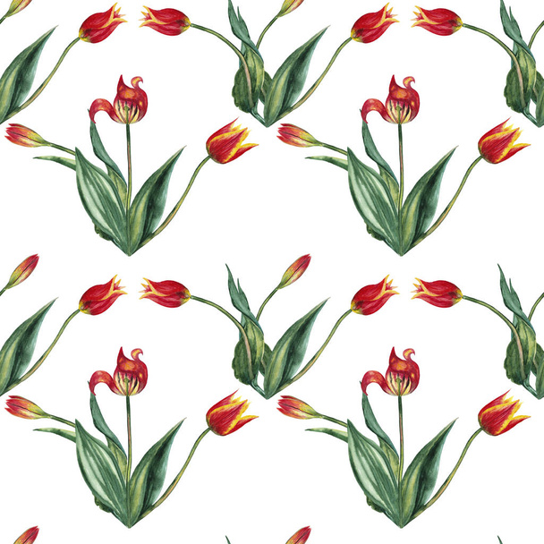 Seamless pattern of realistic red tulips on stems with leaves in threes. Wild meadow spring flowers in natural growth. Watercolor hand painted isolated elements on white background. - Φωτογραφία, εικόνα