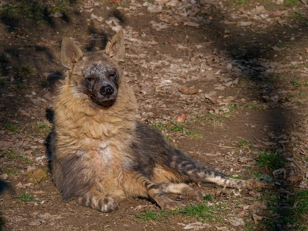 The brown hyena, Hyaena brunnea, also called strandwolf. - Фото, зображення