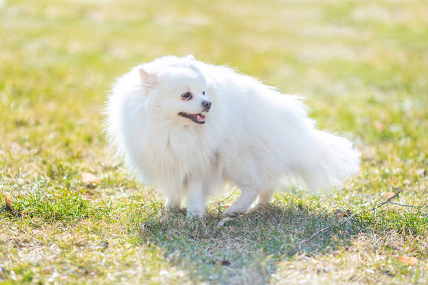 White small pomeranian spitz sitting on the lawn outdoor in the park - Фото, изображение