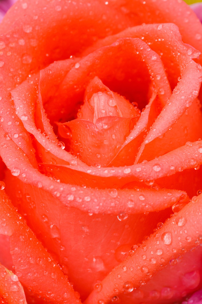 Старая роза
 - Фото, изображение