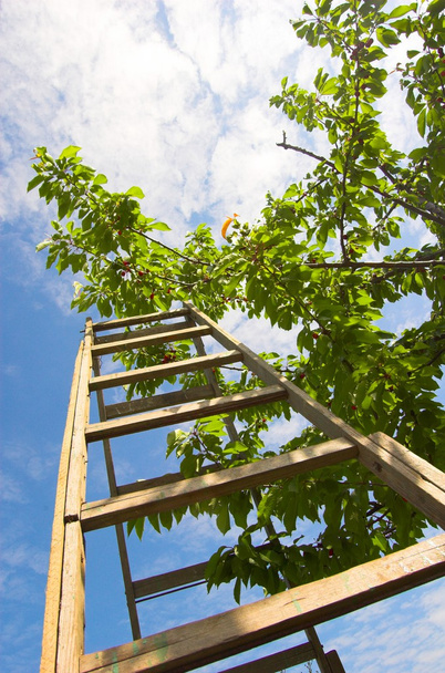 Garden ladder - Photo, Image