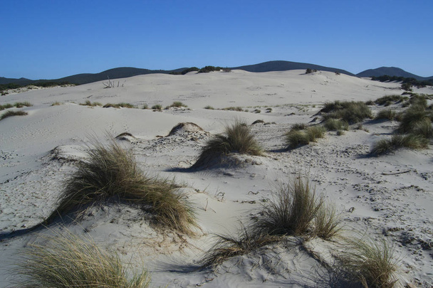 The white dunes of Is Arenas Biancas, Teulada - Φωτογραφία, εικόνα