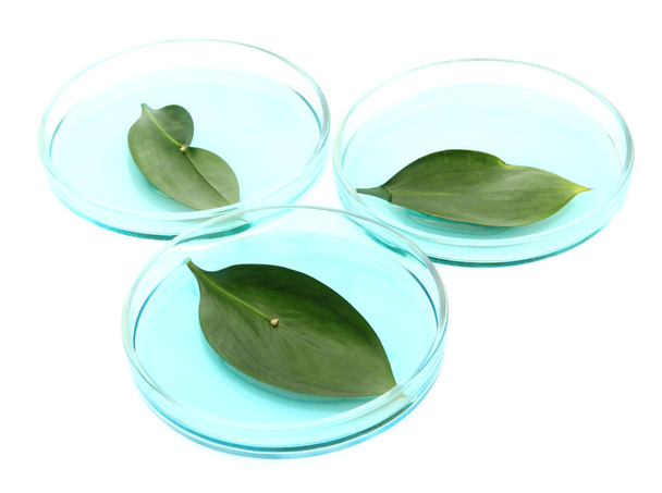 Folhas geneticamente modificadas testadas em placas de Petri isoladas em branco
 - Foto, Imagem