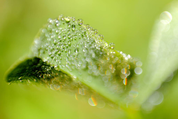 Morgentau und Wassertropfen auf ein grünes Blatt. Nahaufnahme Foto mit leuchtend grüner Farbe - Foto, Bild