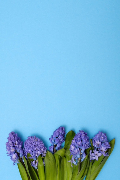 Giacinto blu come regalo di primavera su sfondo blu. Vista dall'alto
 - Foto, immagini