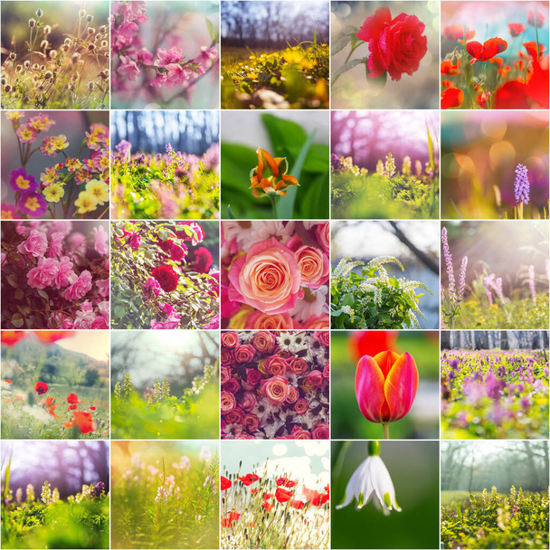 Verschillende bloemen collectie.Spring thema set. - Foto, afbeelding