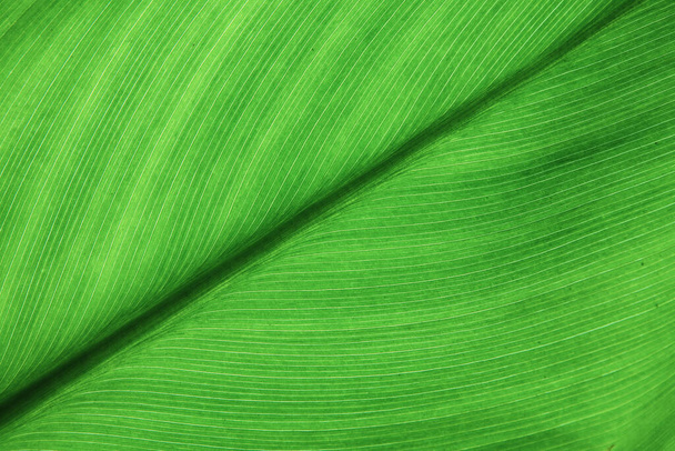 Zielone liście blisko w ogrodzie - Zdjęcie, obraz
