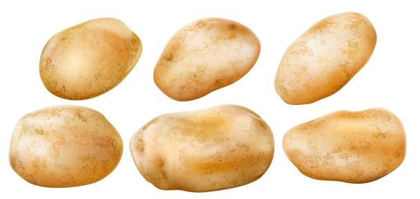 aardappelknollen op een witte achtergrond - Vector, afbeelding