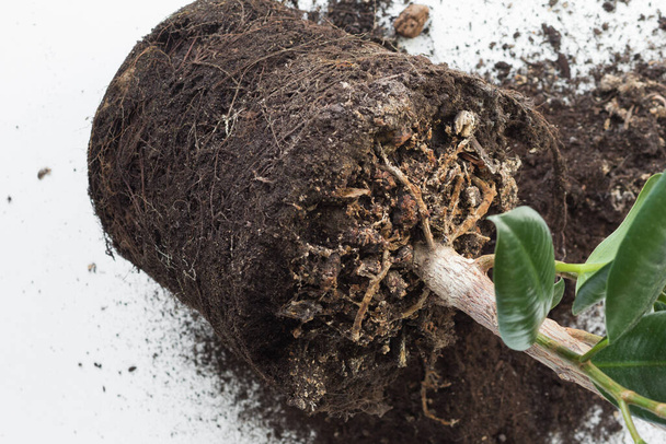 Ficus root with old soil before planting on white background - Photo, Image