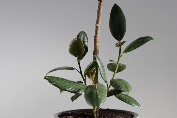 New sprouts of ficus on trunk of plant on white background - Fotoğraf, Görsel