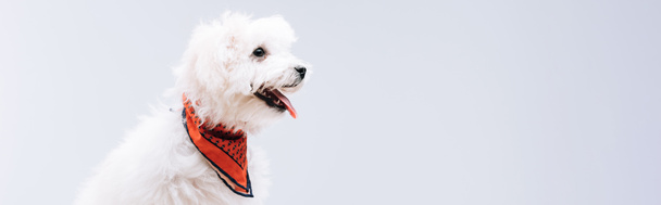 Foto panorámica de perro havanés en pañuelo rojo aislado en gris
 - Foto, imagen