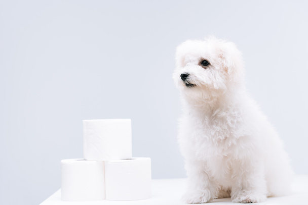 Perro de Havanese cerca de rollos de papel higiénico en superficie blanca aislado en gris
 - Foto, imagen
