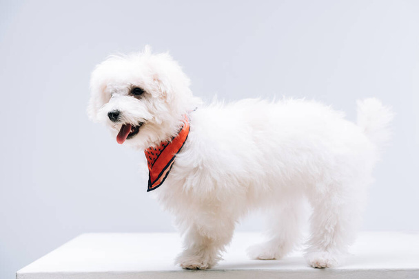 Bichon havanese dog in red neckerchief on white surface isolated on grey - Photo, Image