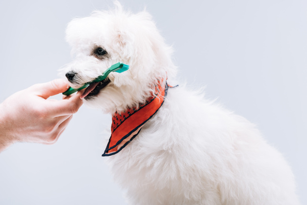 Cropped view of man giving toothbrush to havanese dog in neckerchief isolated on grey - Fotó, kép