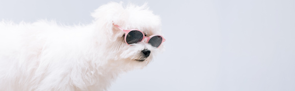 Foto panorámica de perro havanés en gafas de sol aisladas en gris
 - Foto, Imagen