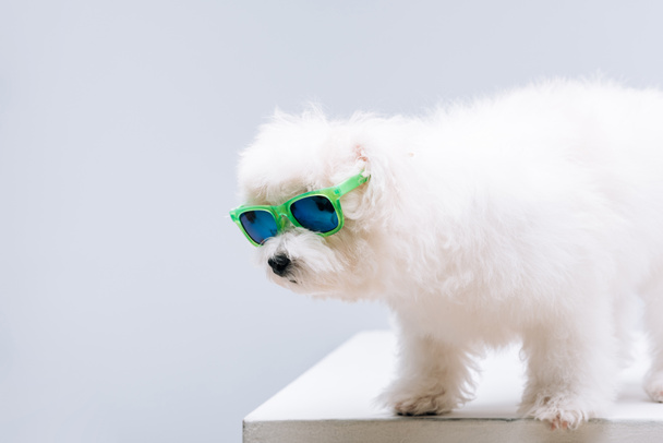 Beyaz yüzeyde yeşil güneş gözlüklü şirin havan köpeği gri renkte izole edilmiş. - Fotoğraf, Görsel