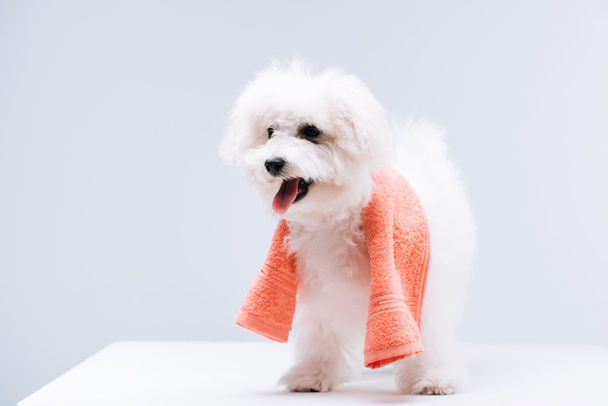 Bichon havanese dog with towel on white surface isolated on grey - Zdjęcie, obraz