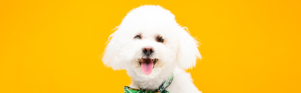 Bichon havanese dog in bow tie looking at camera isolated on yellow, panoramic shot - Fotó, kép
