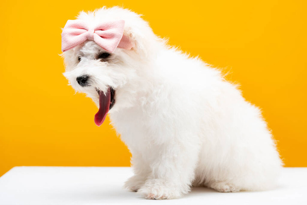 Fluffy havanese dog with pink bow tie on head on white surface isolated on yellow - Фото, изображение