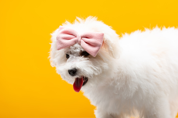 Lindo perro havanese con pajarita rosa en la cabeza aislado en amarillo
 - Foto, imagen