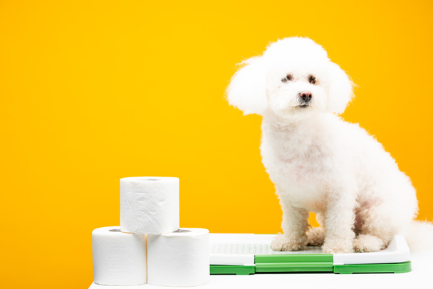 Lindo perro havanese sentado en el inodoro de mascotas cerca de papel higiénico en la superficie blanca aislado en amarillo
 - Foto, Imagen