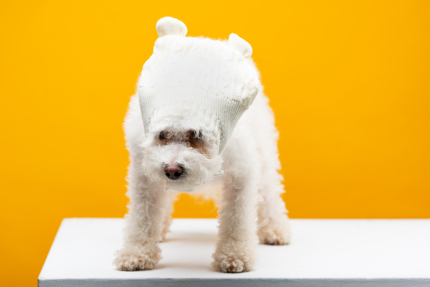 Lindo perro havanese en sombrero de punto en la superficie blanca aislado en amarillo
 - Foto, Imagen