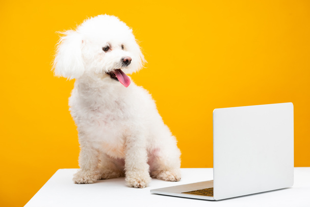 Havanese dog with sticking out tongue sitting near laptop on white surface isolated on yellow - Photo, image