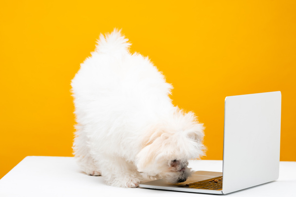 Fluffy perro havanese cerca de la computadora portátil en la superficie blanca aislado en amarillo
 - Foto, imagen