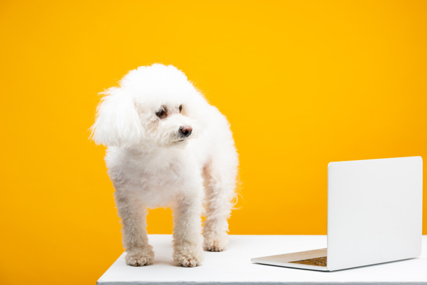Havanese dog looking away near laptop on white surface isolated on yellow - 写真・画像