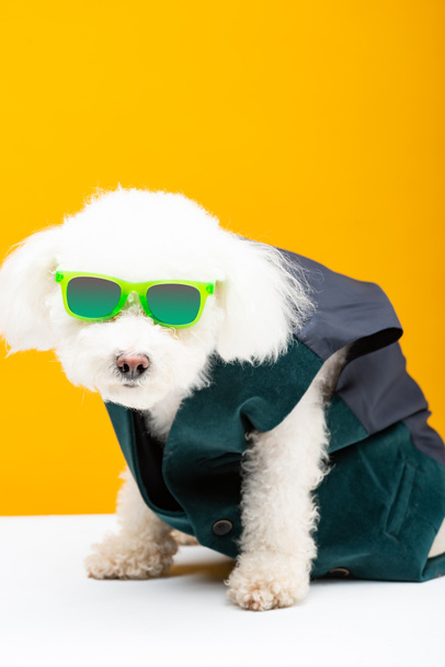 Bichon havanese dog w kamizelce i okularach przeciwsłonecznych na białej powierzchni izolowany na żółto - Zdjęcie, obraz