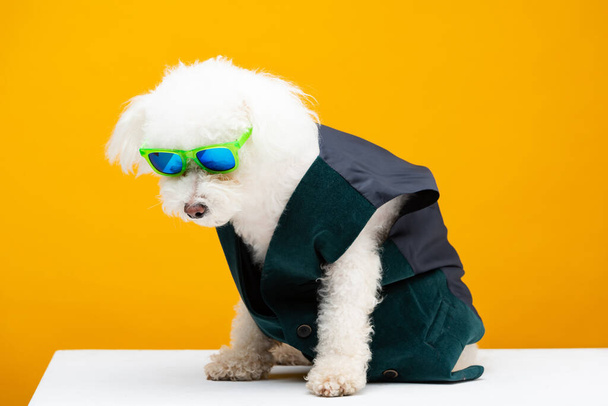 Fluffy havanese dog in waistcoat and sunglasses sitting on white surface isolated on yellow - Φωτογραφία, εικόνα