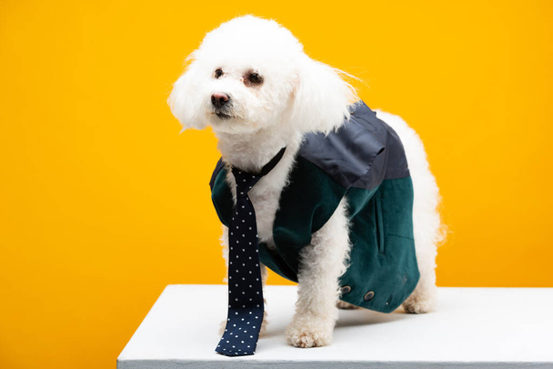 Гаванская собака в галстуке и жилете на белой поверхности изолированы на желтой
 - Фото, изображение