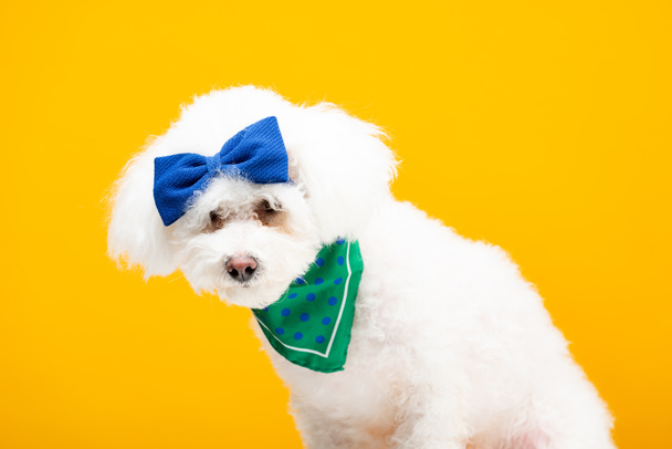 Lindo perro havanese con pajarita azul en la cabeza y el pañuelo aislado en amarillo
 - Foto, Imagen