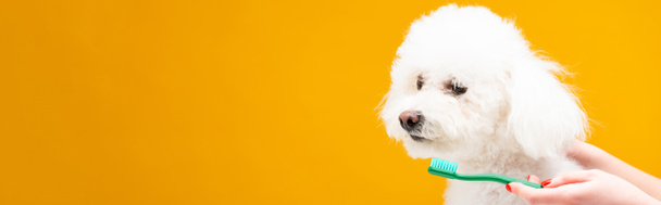 Cropped view of woman holding toothbrush near havanese dog isolated on yellow, panoramic shot - Foto, imagen