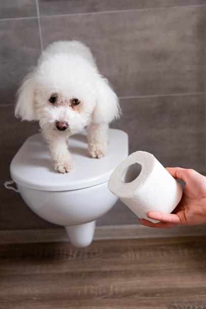 Обрізаний вид людини, що тримає туалетний папір поблизу бішон хаванської собаки на туалеті в туалеті
 - Фото, зображення