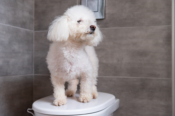 Fluffy havanese perro de pie en el inodoro en el baño
 - Foto, Imagen