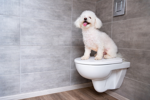 Симпатичный бишон хаванезская собака сидит на закрытом туалете в ванной комнате
 - Фото, изображение