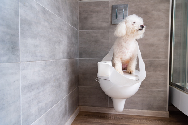 Havanese dog coiled up in toilet paper sitting on closed toilet in restroom - Φωτογραφία, εικόνα