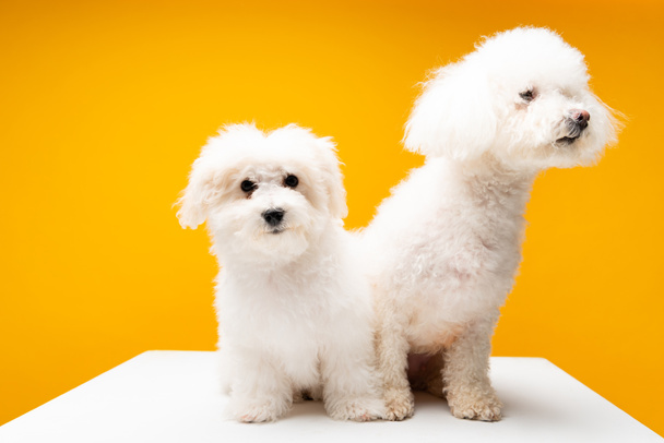 Cute havanese dogs sitting on white surface isolated on yellow - Foto, imagen