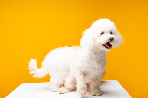 Two bichon havanese dogs on white surface isolated on yellow - Foto, imagen