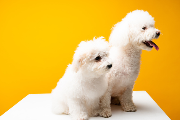 Lindos perros havaneses mirando hacia otro lado en la superficie blanca aislado en amarillo
 - Foto, imagen