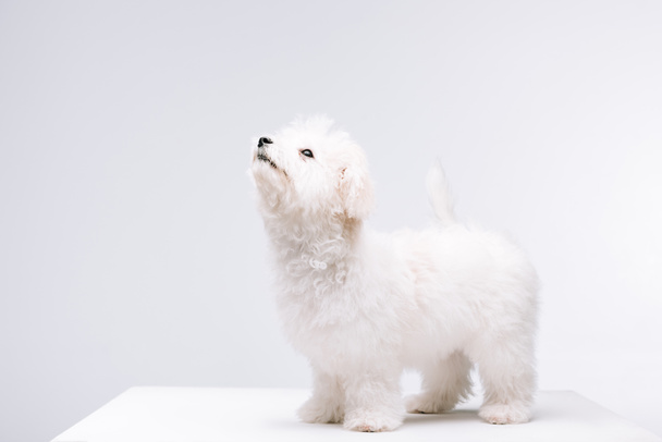 Bichon perro havanese mirando hacia arriba en la superficie blanca aislado en gris
 - Foto, Imagen